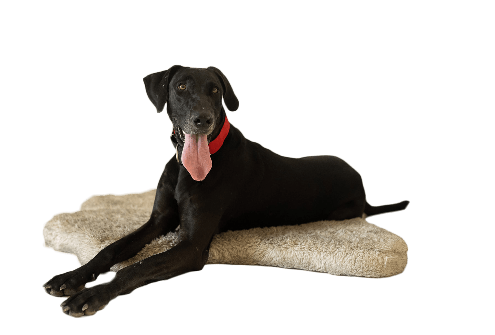 essentials-archives-happy-tails