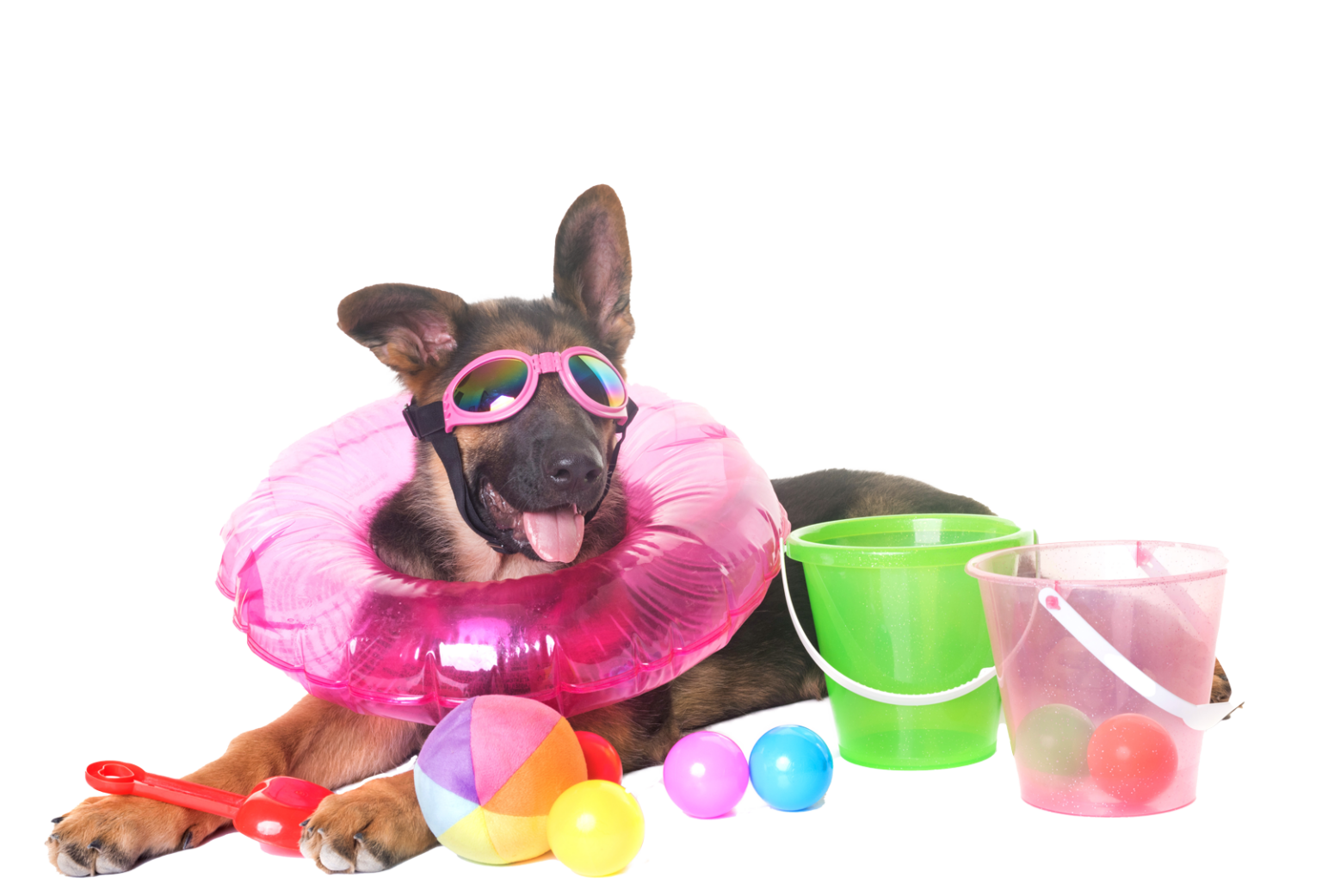 shop-happy-tails
