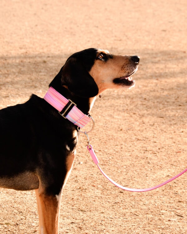 Bellcher Martingale Dog Collar Cielo Rosa - Image 2