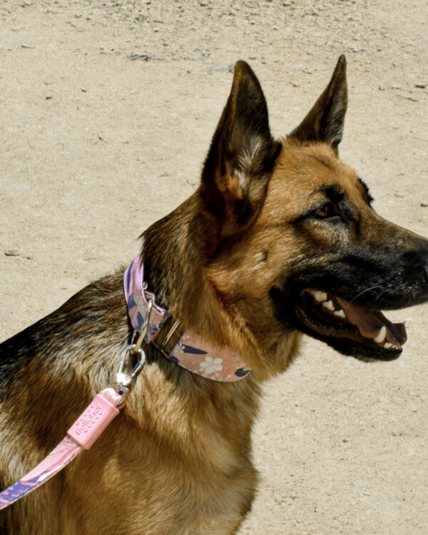 Bellcher Martingale Dog Collar Flores Paris - Image 2