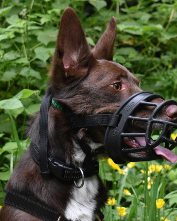 Ultra Muzzle - Extra Strength - Image 2